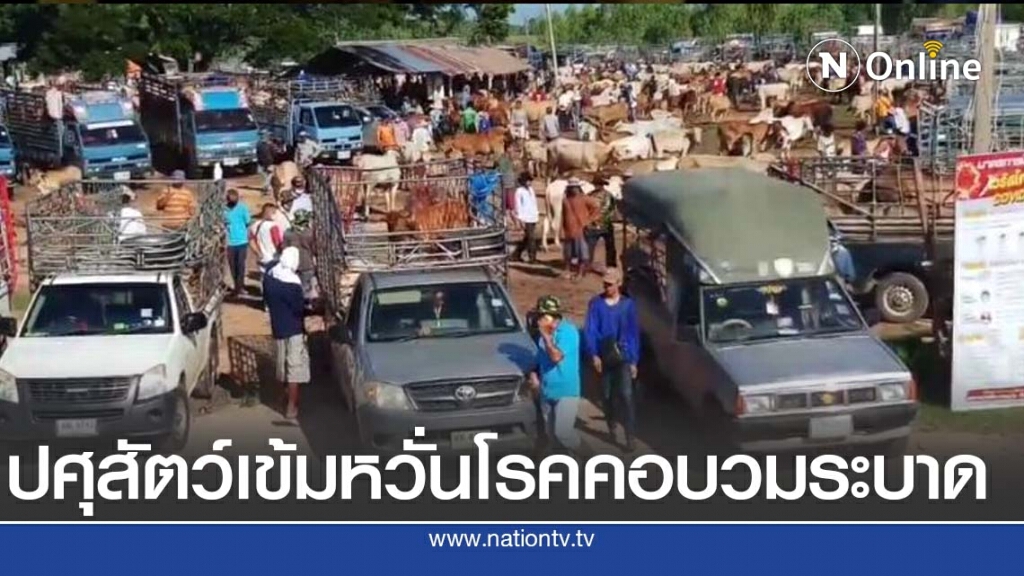 ปศุสัตว์ตรวจเข้มหวั่นโรคคอบวมแพร่ระบาด ปศุสัตว์ตรวจเข้มหวั่นโรคคอบวมแพร่ระบาด