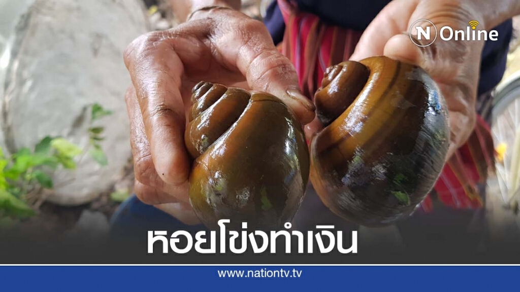 เลี้ยงหอยโข่งขาย ราคาดี กก.ละ 80 บาท เลี้ยงหอยโข่งขาย ราคาดี กก.ละ 80 บาท