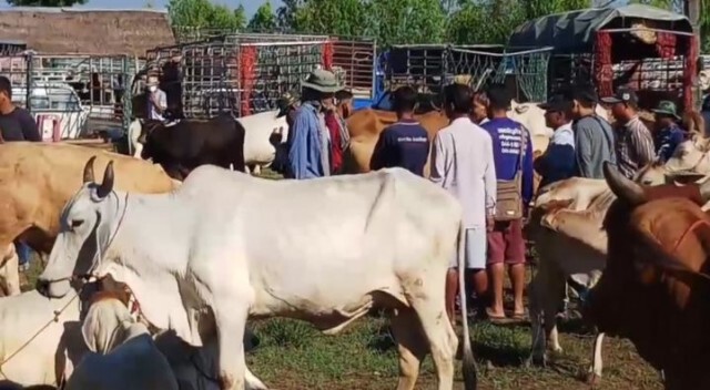 ปศุสัตว์ตรวจเข้มหวั่นโรคคอบวมแพร่ระบาด