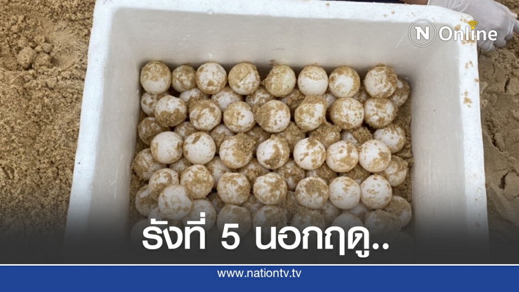 ข่าวดี แม่เต่ามะเฟืองวางไข่นอกฤดู รังที่ 5 ข่าวดี แม่เต่ามะเฟืองวางไข่นอกฤดู รังที่ 5
