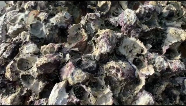 แงะ "หอยติเตบ" กิน-ขายสร้างรายได้เสริม