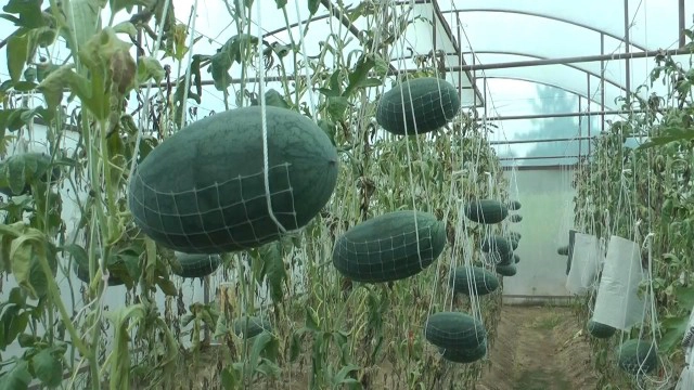 เกษตรแนวใหม่-ปลูกแตงโมแบบลูกนอนเปล