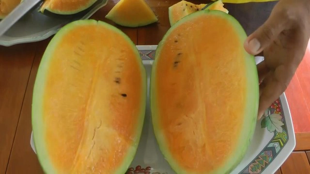 เกษตรแนวใหม่-ปลูกแตงโมแบบลูกนอนเปล