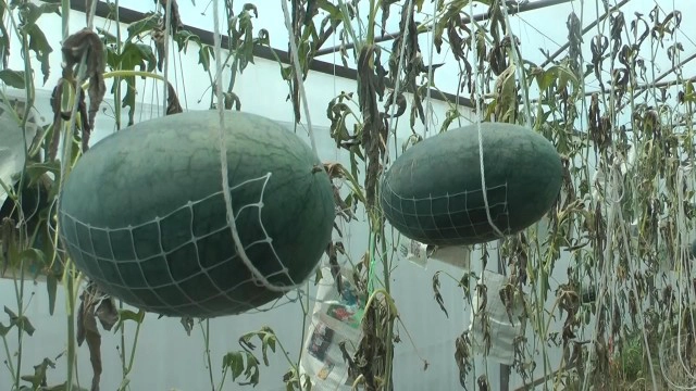 เกษตรแนวใหม่-ปลูกแตงโมแบบลูกนอนเปล