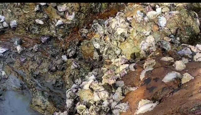 แงะ "หอยติเตบ" กิน-ขายสร้างรายได้เสริม