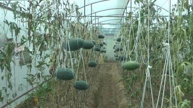 เกษตรแนวใหม่-ปลูกแตงโมแบบลูกนอนเปล