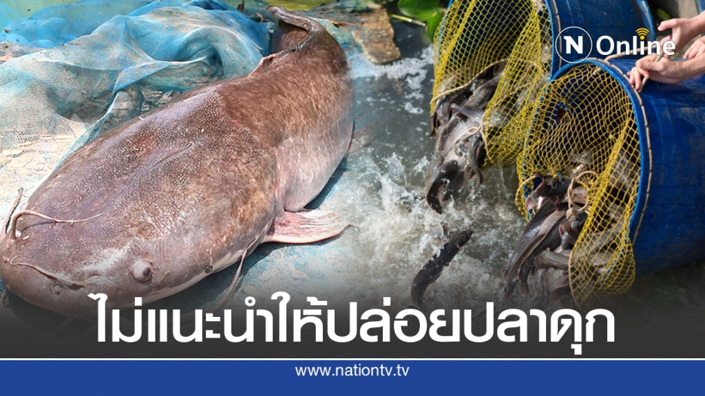 ดร.นณณ์ ชี้ ปล่อยปลาดุกระบบนิเวศเสียหาย กินปลาที่เล็กกว่าหมด ดร.นณณ์ ชี้ ปล่อยปลาดุกระบบนิเวศเสียหาย กินปลาที่เล็กกว่าหมด