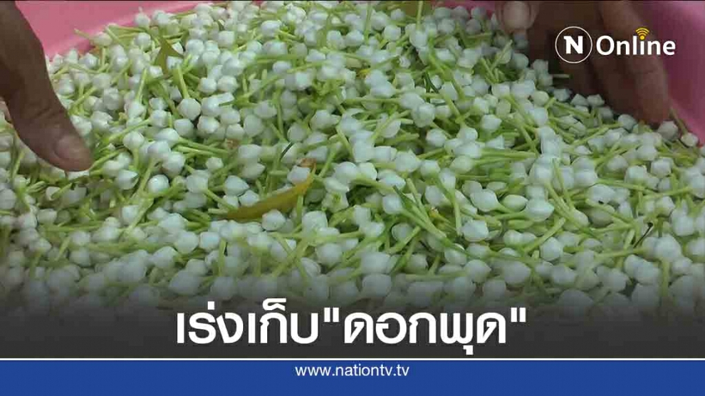 เร่งเก็บ "ดอกพุด"ขายวันแม่ เร่งเก็บ "ดอกพุด"ขายวันแม่