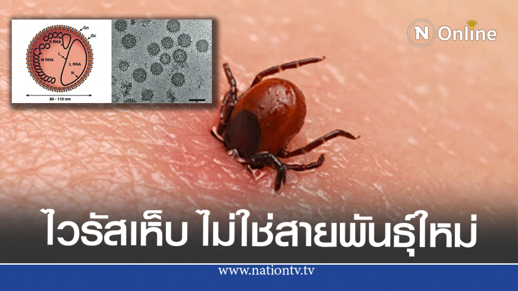 ทำความรู้จัก ไวรัสเห็บ โรคร้ายจากไวรัสตัวใหม่ในจีน