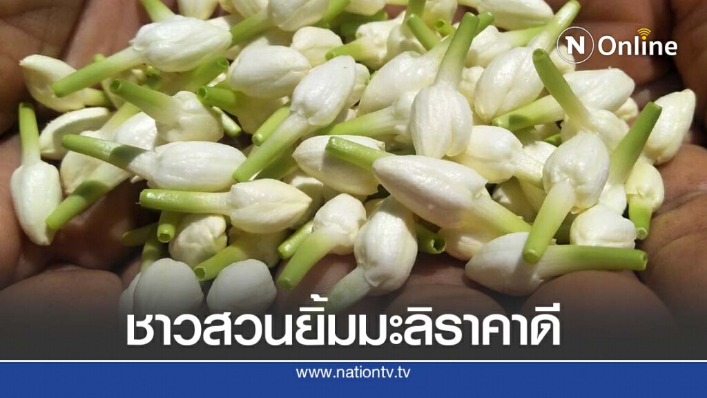 ชาวสวนยิ้มดอกมะลิวันแม่ราคาดี ชาวสวนยิ้มดอกมะลิวันแม่ราคาดี