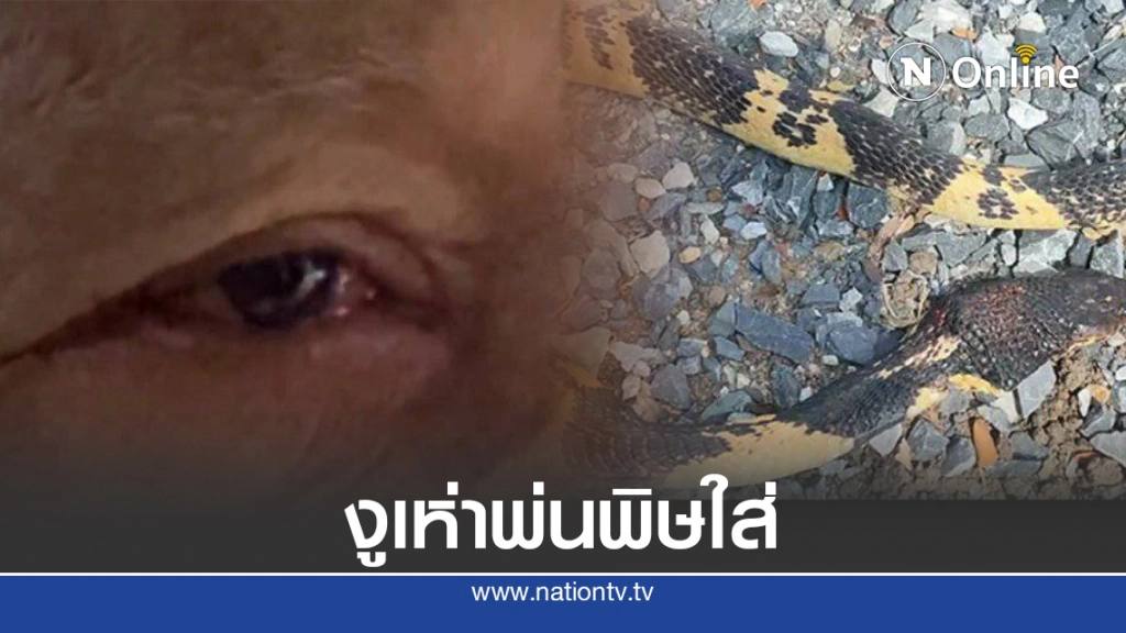 ยายหวิดตาบอด งูเห่าพ่นพิษใส่ดวงตา ขณะเลื้อยเข้าบ้านเตรียมกัดแมว