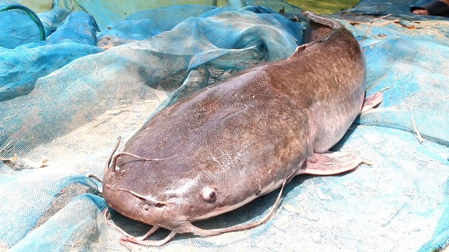 ดร.นณณ์ ชี้ ปล่อยปลาดุกระบบนิเวศเสียหาย กินปลาที่เล็กกว่าหมด