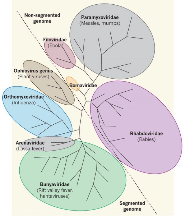 ทำความรู้จัก ไวรัสเห็บ โรคร้ายจากไวรัสตัวใหม่ในจีน