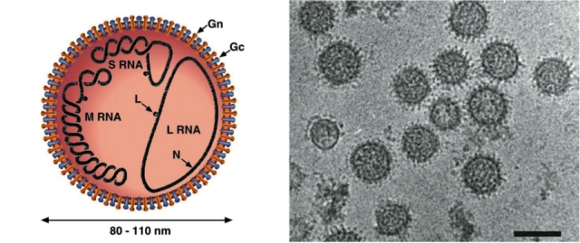 ทำความรู้จัก ไวรัสเห็บ โรคร้ายจากไวรัสตัวใหม่ในจีน