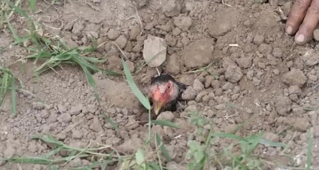 โซเชียลประจานยับ! 'หม่อมถนัดแดก' ทำเมนูพิสดาร