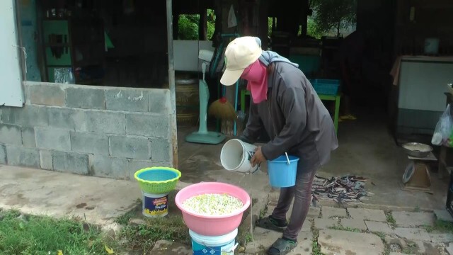 เร่งเก็บ "ดอกพุด"ขายวันแม่