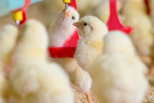 ปศุสัตว์เตือน!! ปล่อยข่าวปลอม 'หมู-ไก่ เป็นเอดส์' ผิด พ.ร.บ.คอมฯ