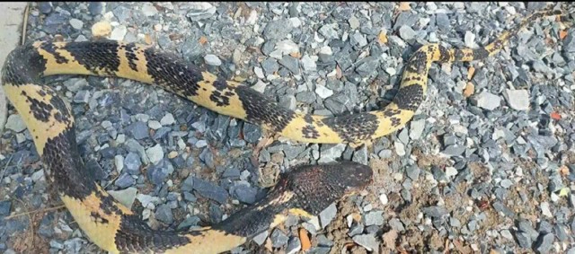 ยายหวิดตาบอด งูเห่าพ่นพิษใส่ดวงตา ขณะเลื้อยเข้าบ้านเตรียมกัดแมว