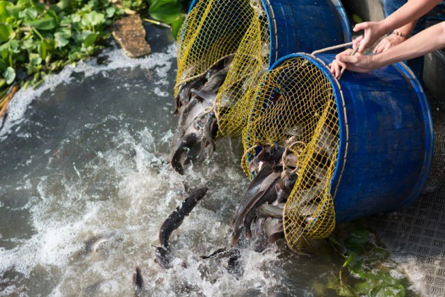 ดร.นณณ์ ชี้ ปล่อยปลาดุกระบบนิเวศเสียหาย กินปลาที่เล็กกว่าหมด