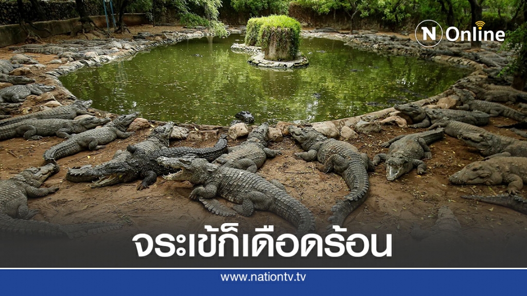 ฟาร์มจระเข้อินเดียเดือดร้อนเพราะโควิด-19 ฟาร์มจระเข้อินเดียเดือดร้อนเพราะโควิด-19
