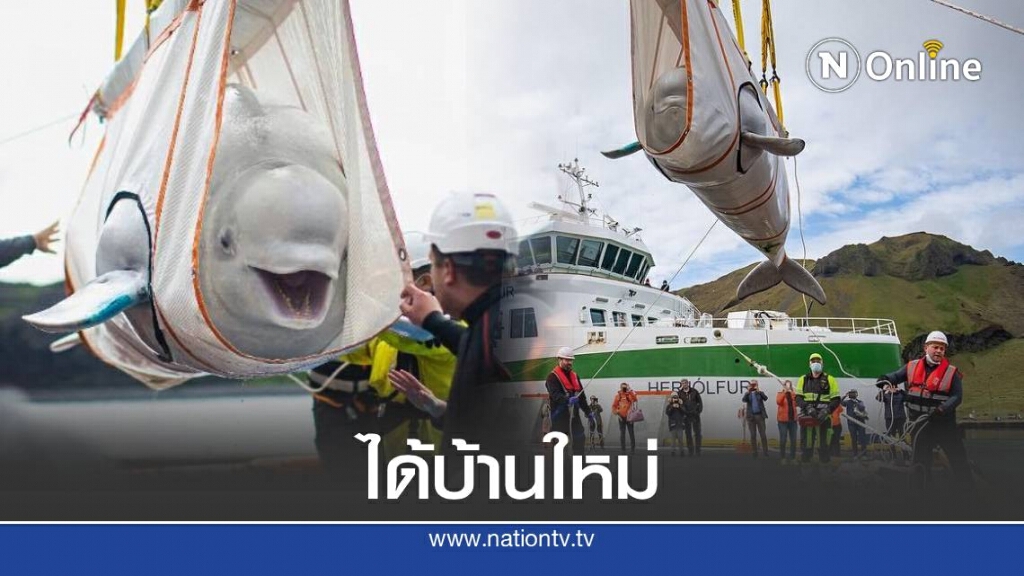 วาฬเบลูกา2ตัว ถูกจับภาพได้ว่ากำลังยิ้มกว้างขณะถูกย้ายไปบ้านหลังใหม่