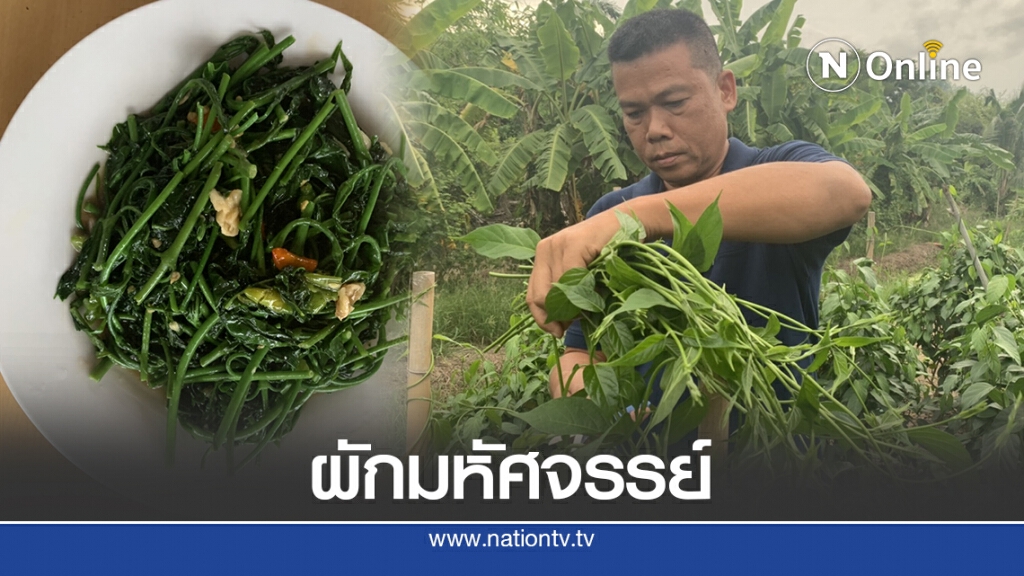 ผักเชียงดา ผักมหัศจรรย์ แก้พิษลดน้ำตาล