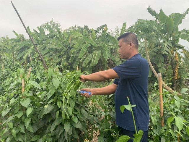 ผักเชียงดา ผักมหัศจรรย์ แก้พิษลดน้ำตาล