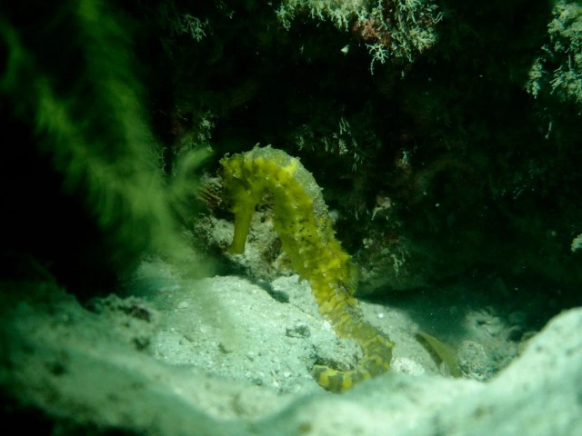 ตะลึงโลกใต้ทะเล หน้าถ้ำไวกิ้งอ่าวนาง