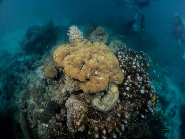 ตะลึงโลกใต้ทะเล หน้าถ้ำไวกิ้งอ่าวนาง