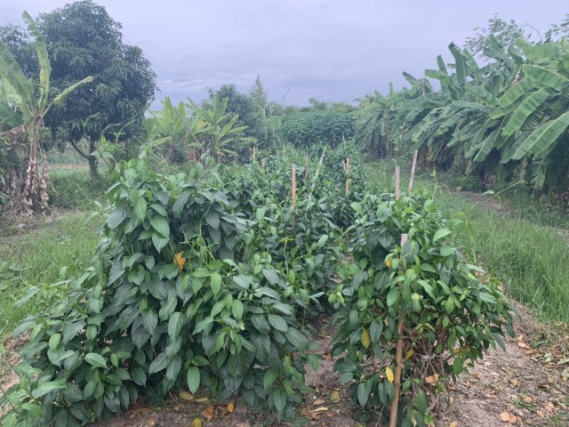 ผักเชียงดา ผักมหัศจรรย์ แก้พิษลดน้ำตาล