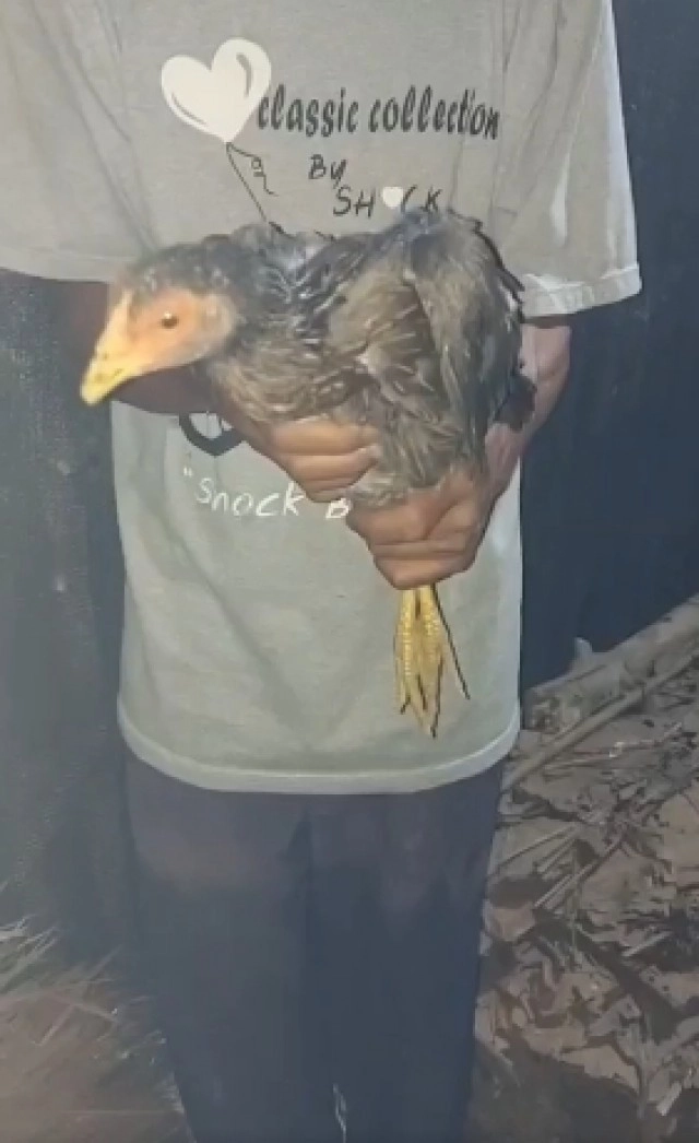 ชาวเน็ตจับโป๊ะหม่อมถนัดแดก  หลังร่ายยาวคลิปทรมานไก่หลุม เทียบไก่ไม่ใช่ตัวเดียวกัน