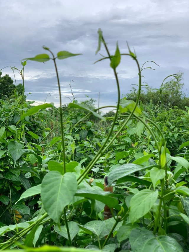 ผักเชียงดา ผักมหัศจรรย์ แก้พิษลดน้ำตาล