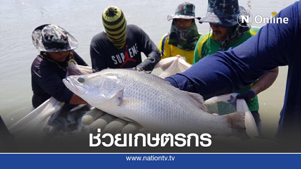 ประมงจับมือพาณิชย์ดัน 'ปลากะพง' ขึ้นห้างแก้ราคาตก