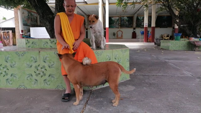 เปิดคลิบสุดน่ารักเพื่อนซี้ต่างสายพันธุ์ "หมา" กับ "ไก่"