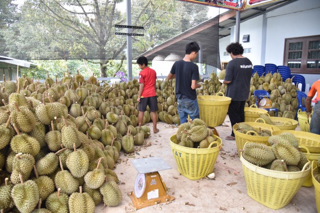 FTA อาเซียน-จีน ดันส่งออกทุเรียนไปจีนครึ่งปีพุ่ง 140%