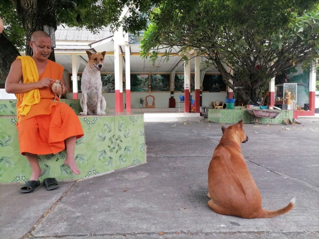 เปิดคลิบสุดน่ารักเพื่อนซี้ต่างสายพันธุ์ "หมา" กับ "ไก่"