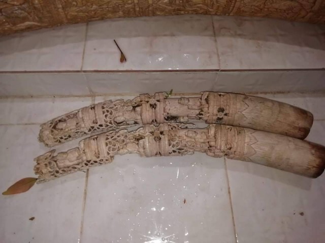 รวบแล้ว2คนร้ายขโมยงาช้างอายุหลายร้อยปี