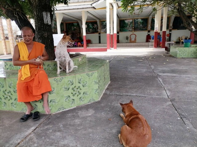 เปิดคลิบสุดน่ารักเพื่อนซี้ต่างสายพันธุ์ "หมา" กับ "ไก่"