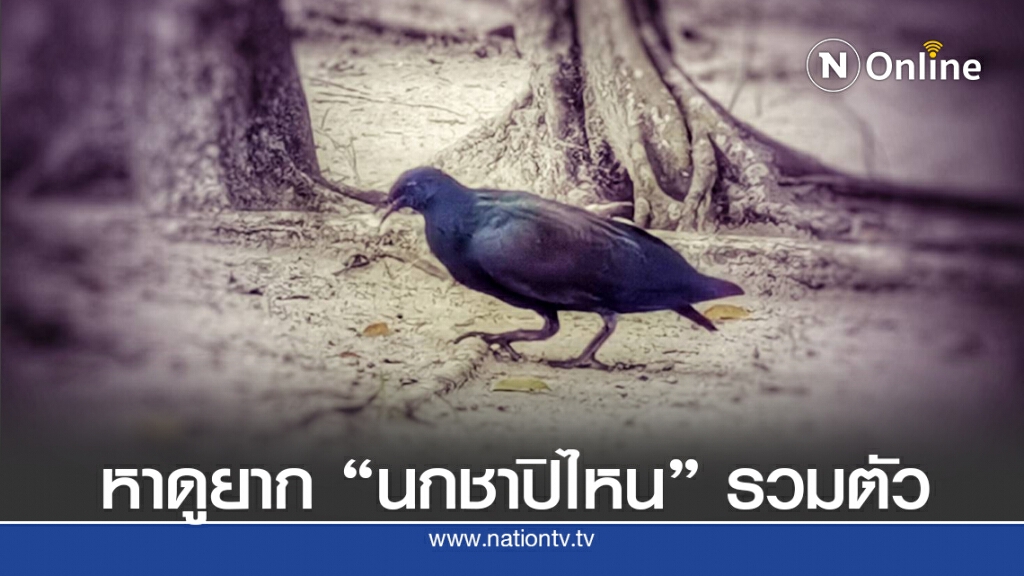 หาดูยาก "นกชาปิไหน" รวมตัวกว่าครึ่งร้อย หาดูยาก "นกชาปิไหน" รวมตัวกว่าครึ่งร้อย
