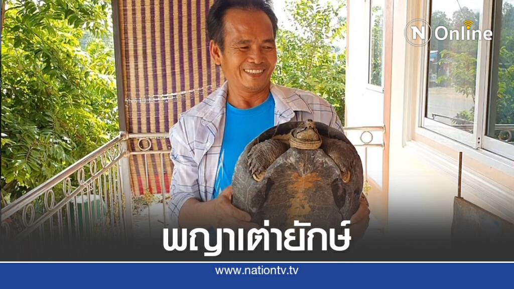 ฮือฮาพญาเต่ายักษ์โผล่ก่อนหวยออก ฮือฮาพญาเต่ายักษ์โผล่ก่อนหวยออก