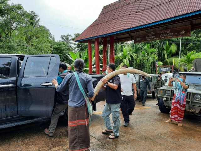 ดีเคบีเอ.คืน"งาช้าง"ถูกขโมยให้จนท.ไทย