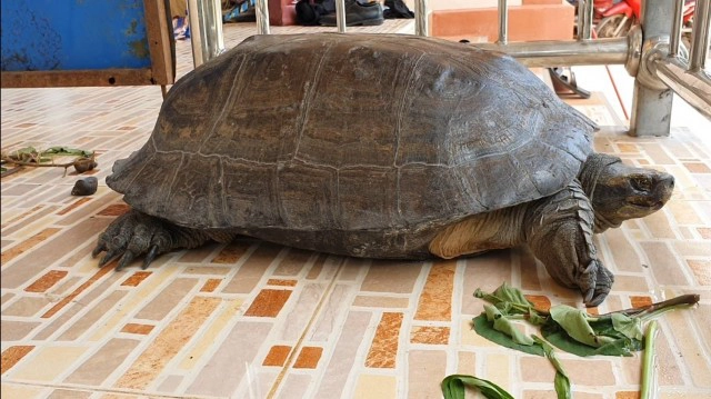 ฮือฮาพญาเต่ายักษ์โผล่ก่อนหวยออก