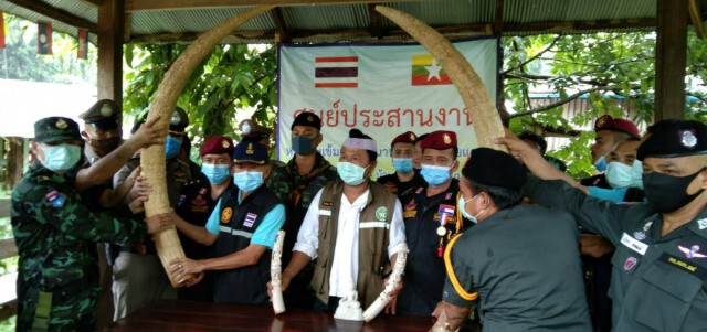 ดีเคบีเอ.คืน"งาช้าง"ถูกขโมยให้จนท.ไทย