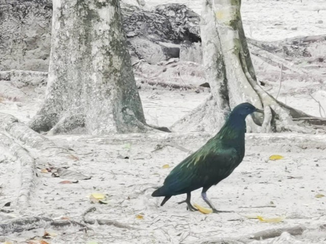 หาดูยาก "นกชาปิไหน" รวมตัวกว่าครึ่งร้อย
