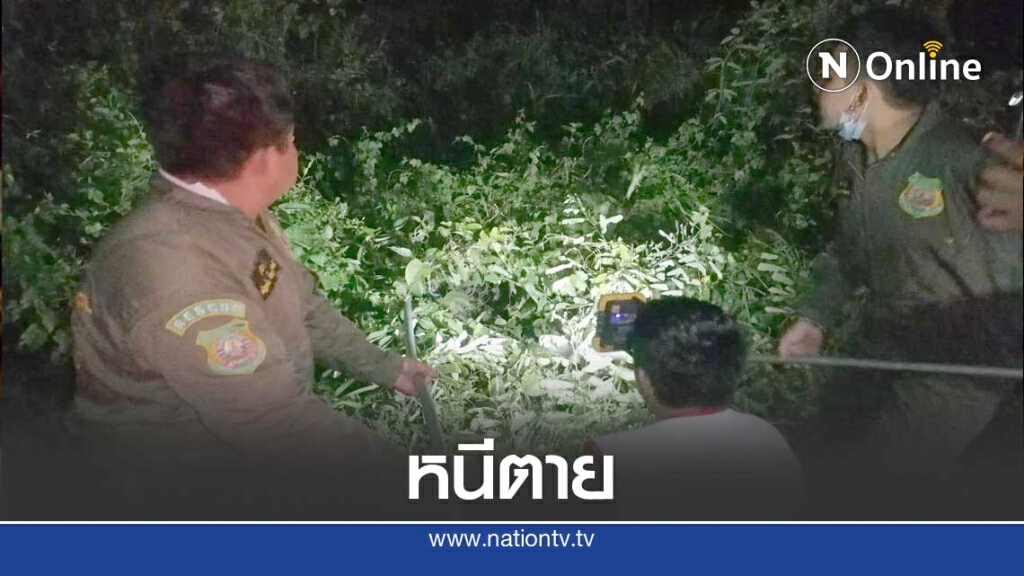 เปิดคลิปช่วยชีวิตแมวดาว ก่อนหนีตายเข้าป่า เปิดคลิปช่วยชีวิตแมวดาว ก่อนหนีตายเข้าป่า