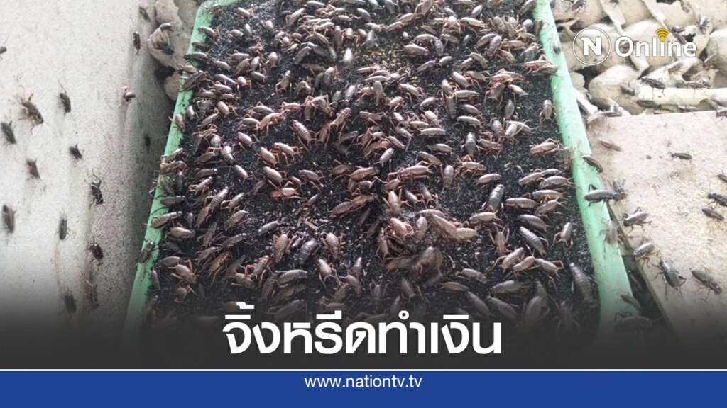 ตลาดสดใสเลี้ยงจิ้งหรีดขาย 4 เดือนได้เงินแสน ตลาดสดใสเลี้ยงจิ้งหรีดขาย 4 เดือนได้เงินแสน