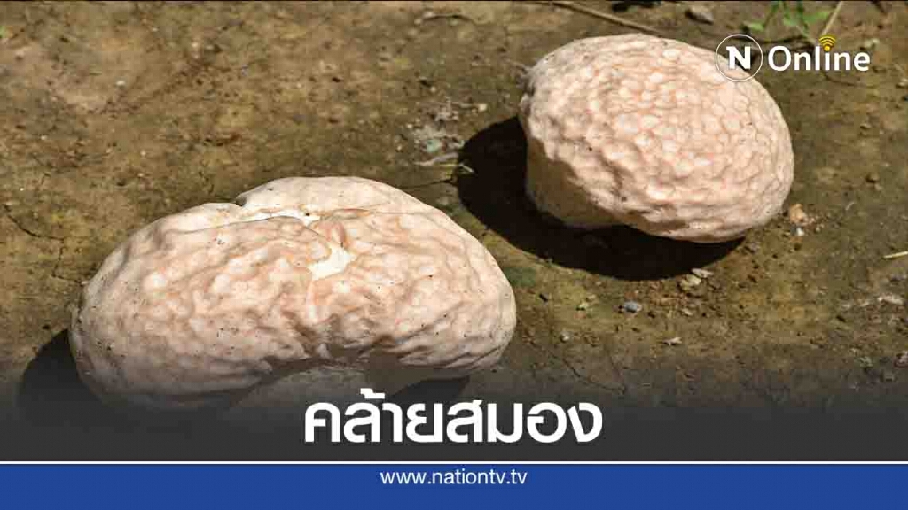 ฮือฮา! เห็ดประหลาดคล้ายสมองคน