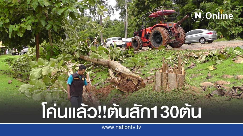 โค่นแล้ว!!ต้นสัก130ต้นถนนเพชรเกษมกระบี่-อ่าวลึกลดอุบัติเหตุ