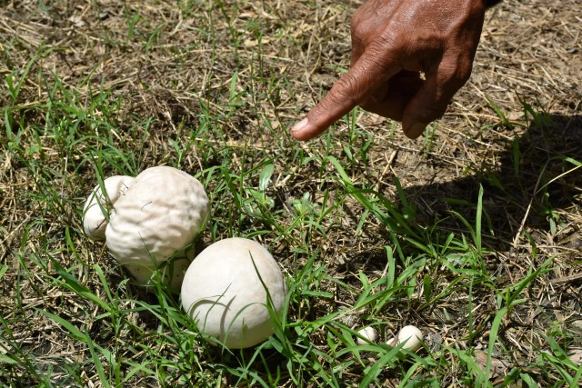 ฮือฮา! เห็ดประหลาดคล้ายสมองคน