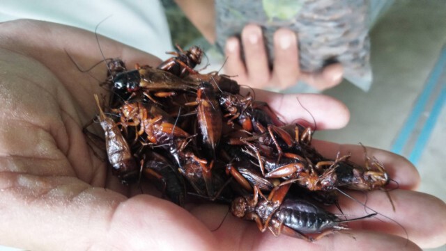 ตลาดสดใสเลี้ยงจิ้งหรีดขาย 4 เดือนได้เงินแสน